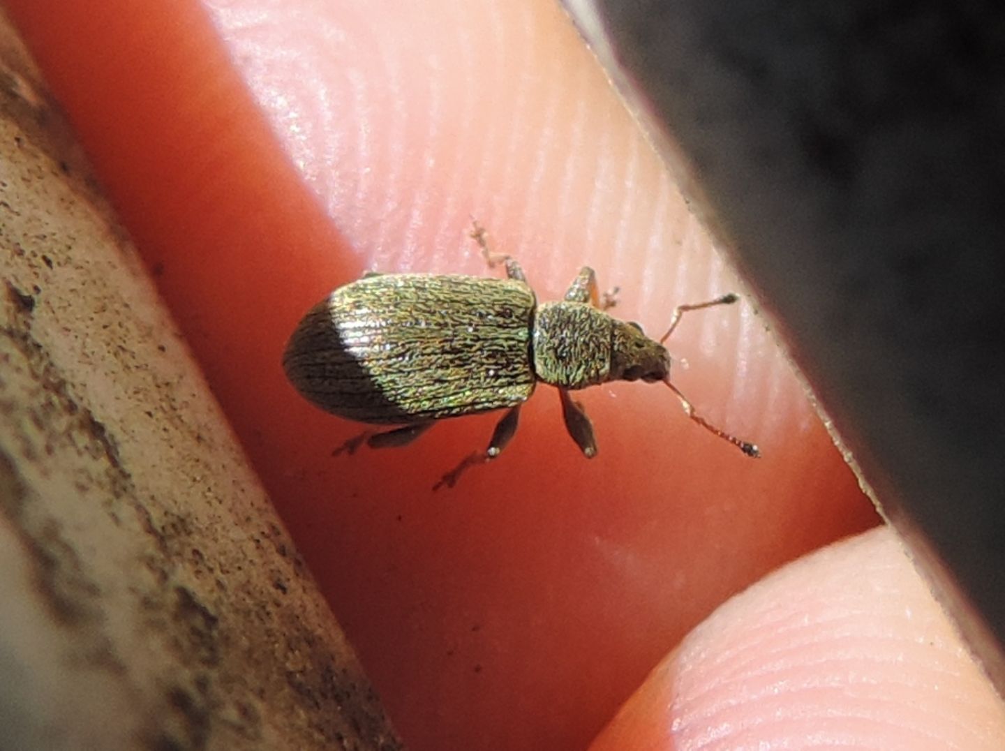 Curculionidae:  Phyllobius arborator e Polydrusus (pallidus e cervinus)